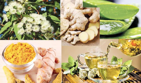 Some Herbs That Reduce Pains