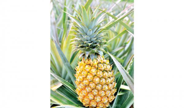 One Feature Of The Pineapple