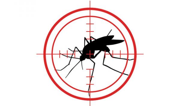 Dangerous Mosquitoes Become Targets