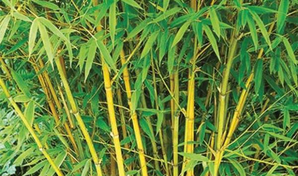 Weird Bamboo Tree