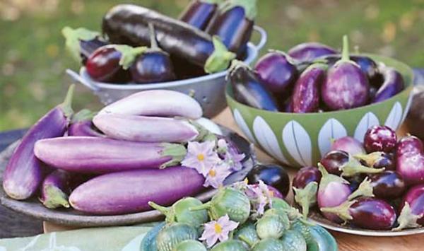 Eggplant Benefits And Precautions