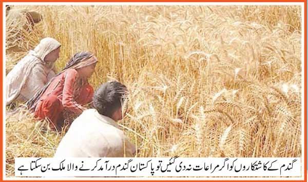 Wheat Farmers Are Still Deprived