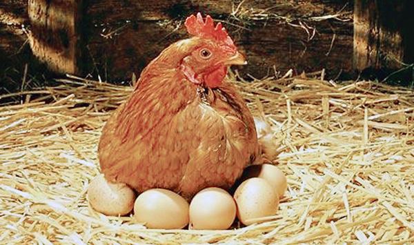 Chicken B Eggs