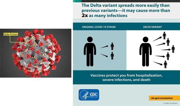 What Makes Delta Virus More Contagious