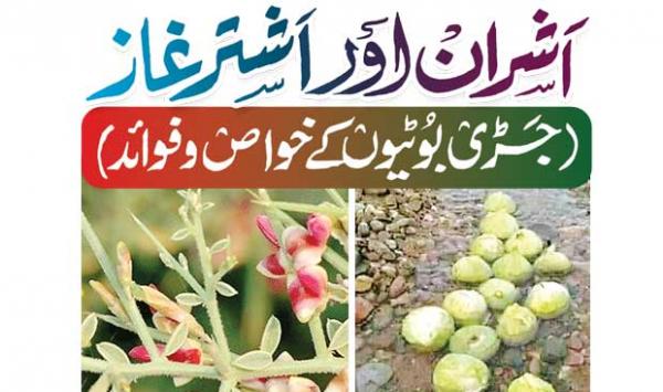 Ashran And Ashtarghaz Properties And Benefits Of Herbs