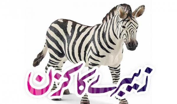 Zebras Cousin