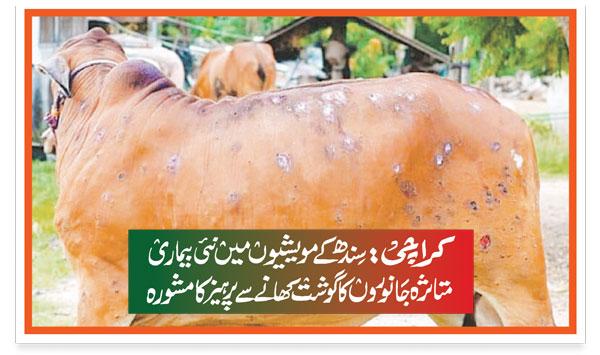 Karachi New Disease In Sindh Cattle Advice To Avoid Eating The Meat Of Infected Animals