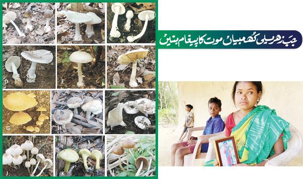 When Poisonous Mushrooms Become A Message Of Death
