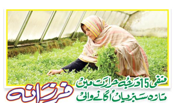 Farzana Growing Fresh Vegetables In Minus 15 Temperature