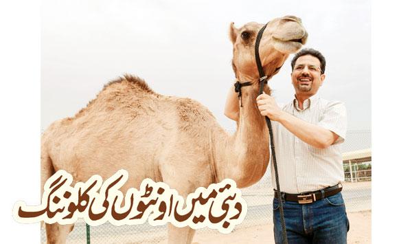 Camel Cloning In Dubai