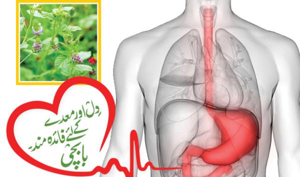 Babchi Is Beneficial For Heart And Stomach