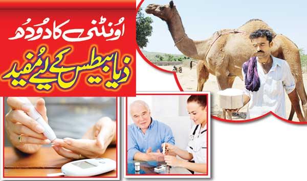 Camel Milk Is Useful For Diabetes