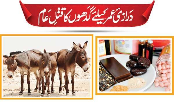 Massacre Of Donkeys For Longevity Medicine