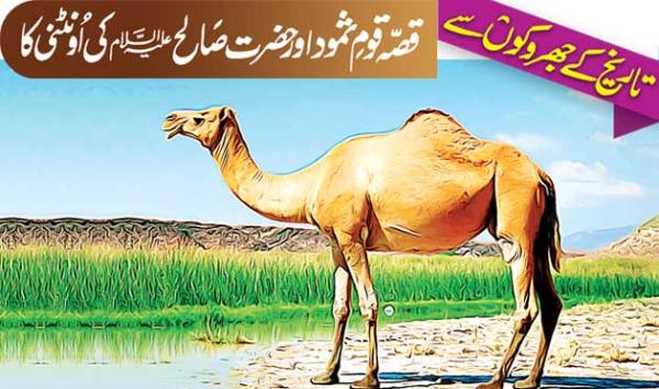 The Story Of The People Of Thamud And Hazrat Salehs Camel