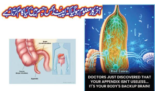 It Is Finally Known What The Appendix Does In The Body