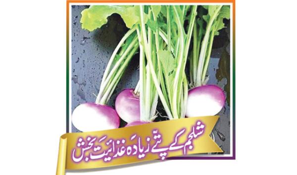 Turnip Leaves Are More Nutritious
