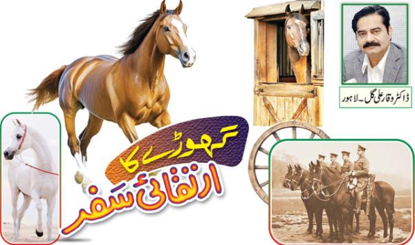 The Evolutionary Journey Of The Horse