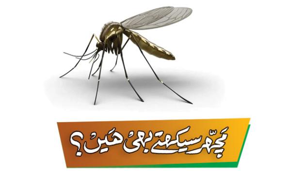 Do Mosquitoes Learn Too