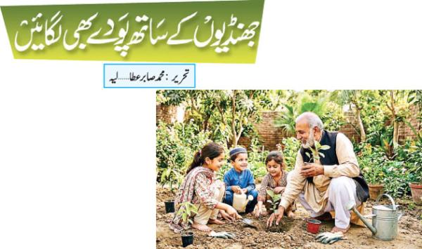 Plant Trees Along With The Branches