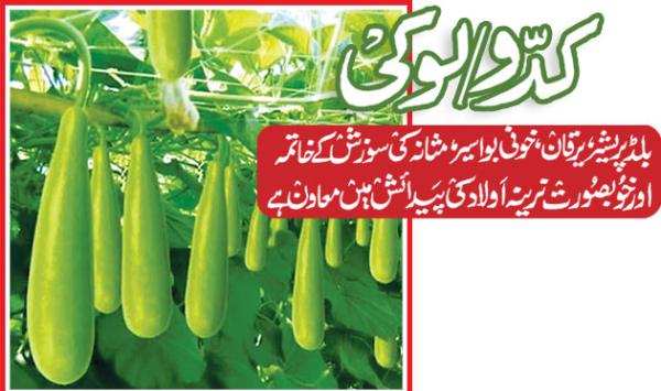 Bottle Gourd Lauki Helps Alleviate High Blood Pressure Jaundice Bleeding Hemorrhoids And Bladder Inflammation And Aids In The Birth Of A Handsome Male Child