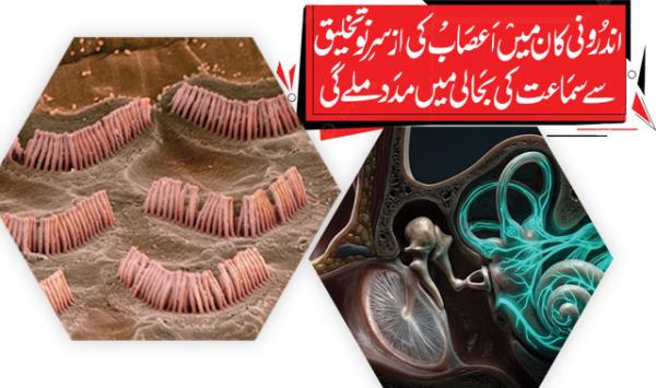 The Regeneration Of Nerves In The Inner Ear Will Help Restore Hearing